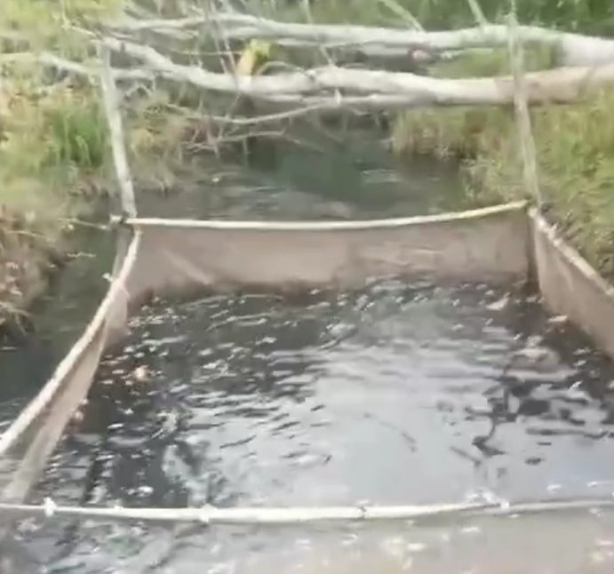 Ribuan Ikan Mati di Krambah Masyarakat Diduga Akibat Limbah PKS PT SKA  Desa Sei Kuning  Bocor dan Cemari Sungai Siabu Sumbek