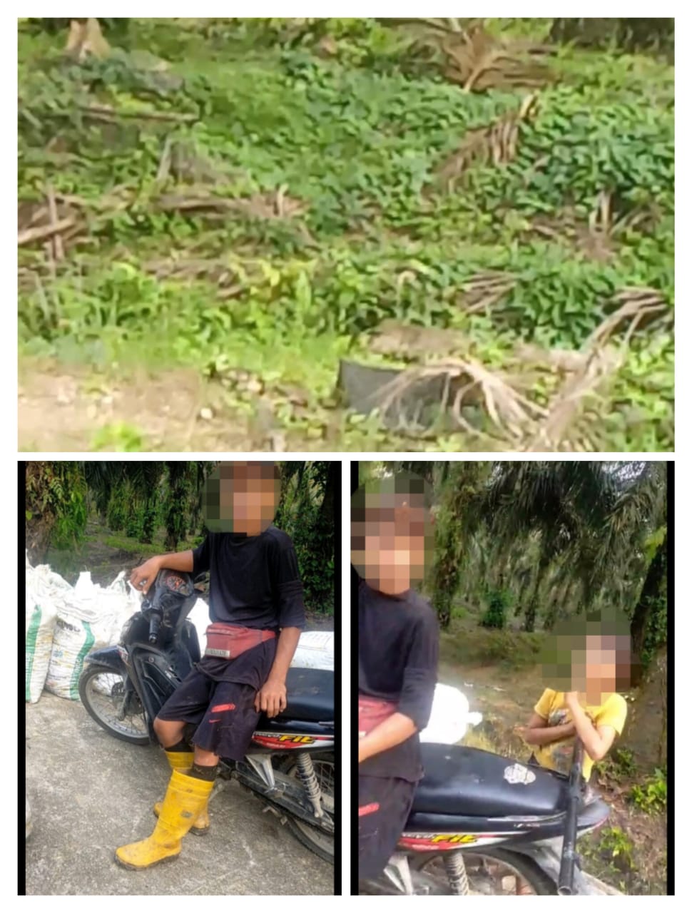 PTPN IV Regional lll Kebun Sei Rokan Diduga Mempekerjakan Anak Dibawah Umur 