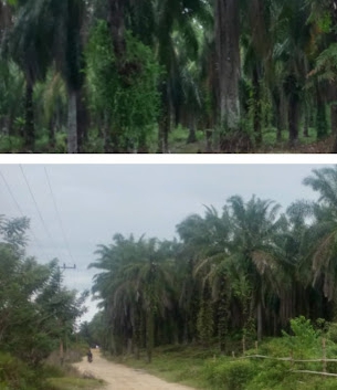 Warga Masyarakat Di Minta Presiden Ri Tak  Perpanjang Ijin HGU Perkebunan PT Nafasindo