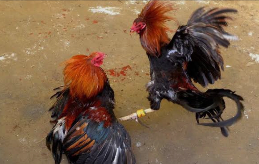 Lapor Pak Kapolda, Irjen Pol. Asep Safrudin, S.I.K., M.H. Perjudian Sabung Ayam Pisau Dan Dadu Di Kawasan Ruli Cempedak Kecamatan Sagulung 