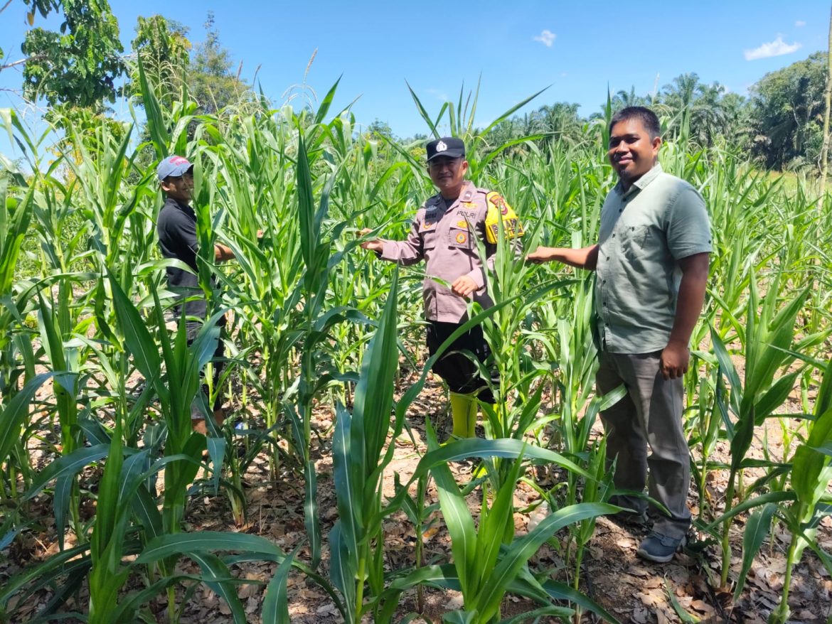 Dari Desa Untuk Indonesia; Polsek Rambah Samo Gaspol Kawal Program Jagung Nasional di Desa Teluk Aur