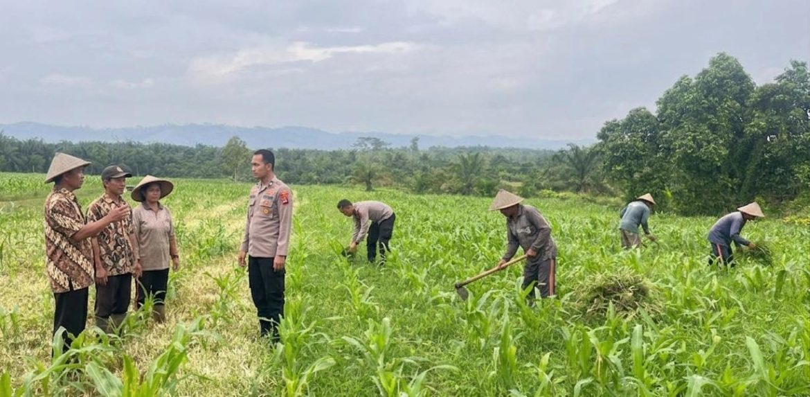 Dukung Ketahanan Pangan Nasional, Polres Rokan Hulu Cek Perkembangan Tanaman Jagung di Lahan 6 Hektare