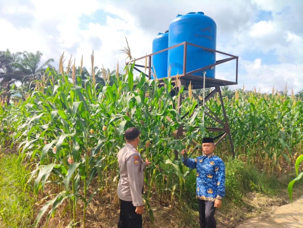 Polsek Ukui Kawal Lahan Jagung Swadaya, Polri Dukung Ketahanan Pangan Ukui