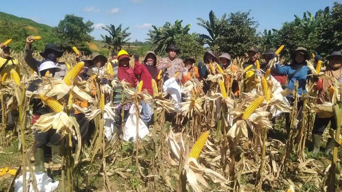 Polsek Meliau Panen Jagung di lahan Demplot