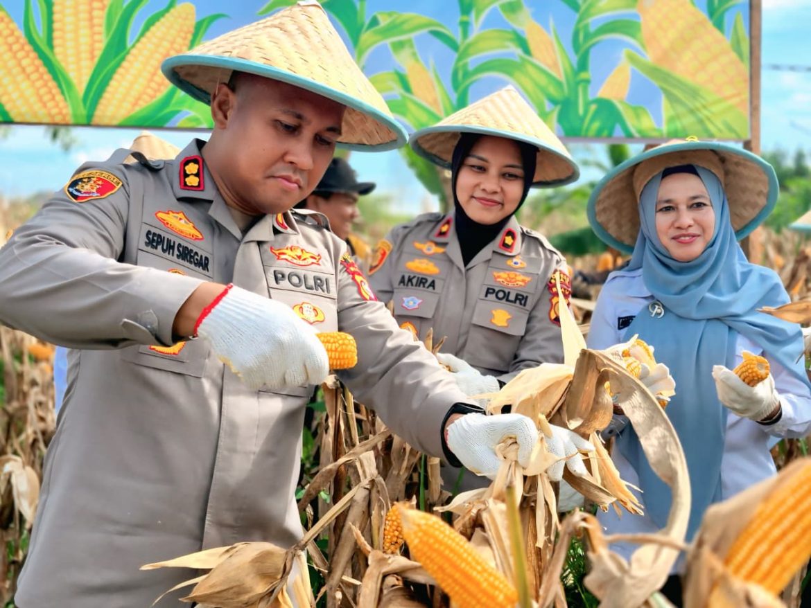 Sinergi Polres Siak Sukseskan Ketahanan Pangan, 28 Hektare Lahan Panen Raya Hasilkan Puluhan Ton Jagung