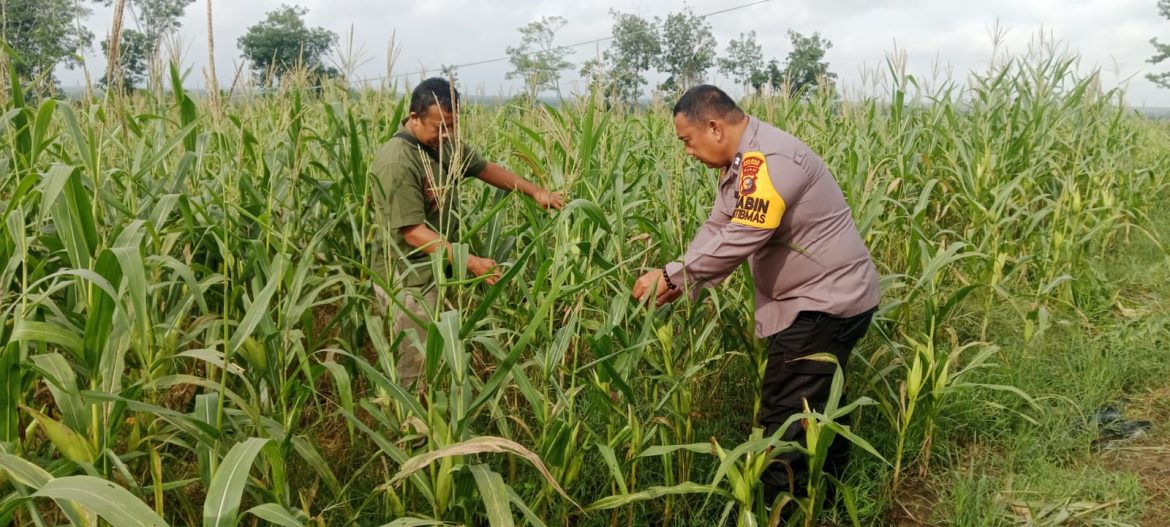 Polri Kawal Jagung Bundes Mandiri untuk Ketahanan Pangan Sekijang