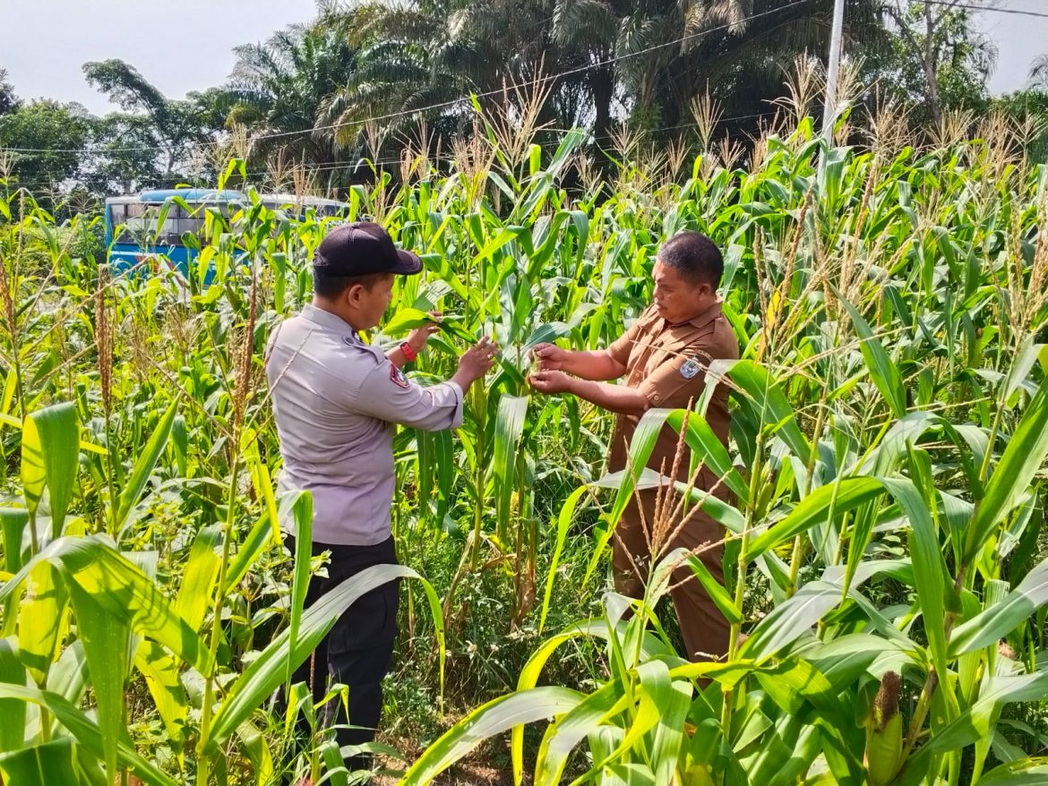 Polsek Bandar Sekijang Turun ke LadanJagung   Bukti Polri  siapJaga ketahanan Pangan