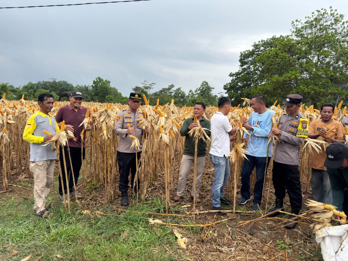 Polres Kuansing Dukung Panen Raya Jagung Pipil di Desa Koto Taluk untuk Ketahanan Pangan Nasional