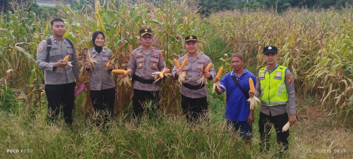 Kabag SDM & Kasat Binmas Polres Muratara Panen Jagung Dukung Ketahanan Pangan