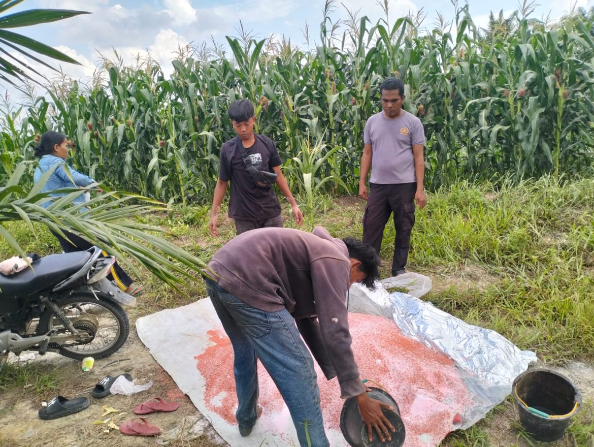 Penguatan Ketahanan Pangan, Polri Kawal Pemupukan Kedua Jagung Pipil KUD Sialang Makmur