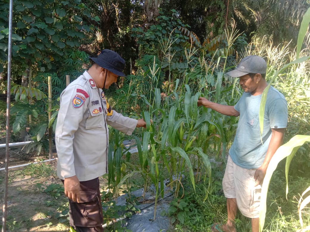 Polsek Ukui Kawal Program Ketahanan Pangan, Bhabinkamtibmas Cek Pertumbuhan Jagung Warga di Bagan Limau