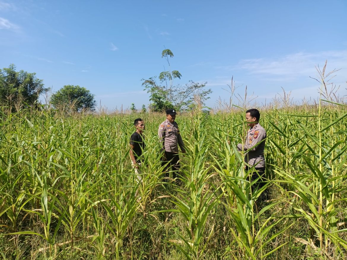 Polres Kuansing Dukung Swasembada Pangan 2026, Polsek Kuantan Mudik Monitoring Pertumbuhan Jagung Pipil