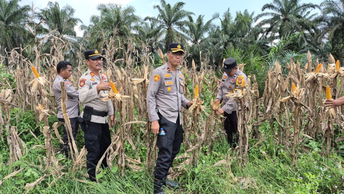 Polsek Pangkalan Kuras Matangkan Persiapan Panen Raya Jagung Pipil Kuartal III Dukung Ketahanan Pangan