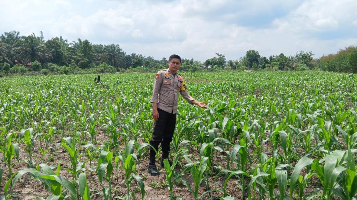 Polsek Ukui Monitor Lahan Jagung Pipil 3 Hektar di Air Hitam Untuk Dukung Ketahanan Pangan Nasional