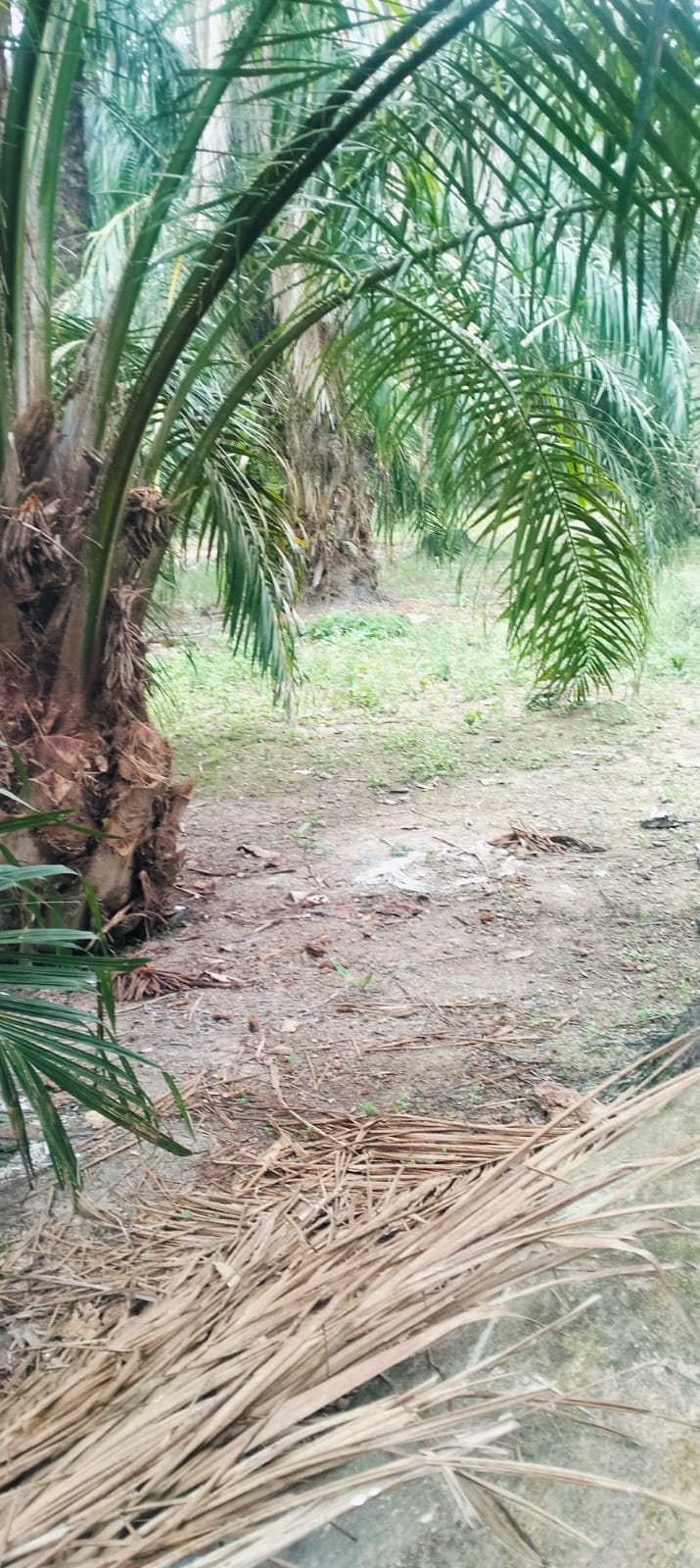 Masyarakat Desa Balongkut Sangat Resah Akibat Maraknya Peredaran Narkoba yang Begitu Masif Akhir Akhir Ini
