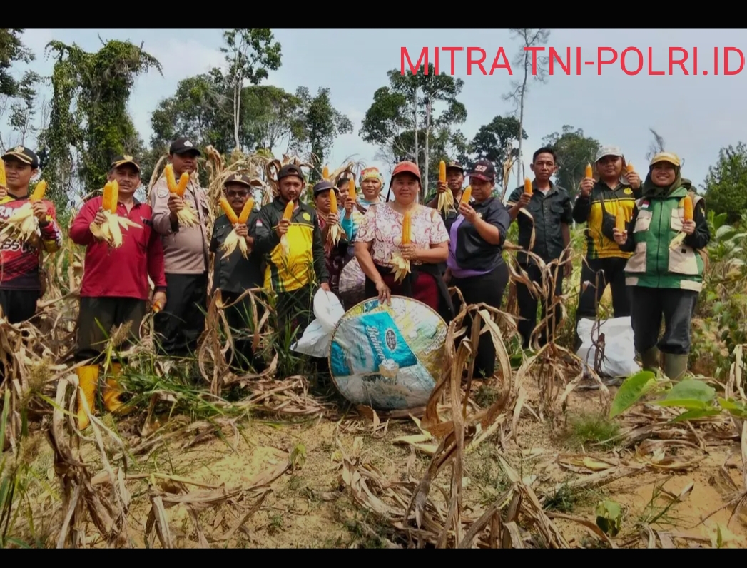 Panen Jagung Hibrida di Meliau Capai 4,64 Ton Pipil Kering Perhektare
