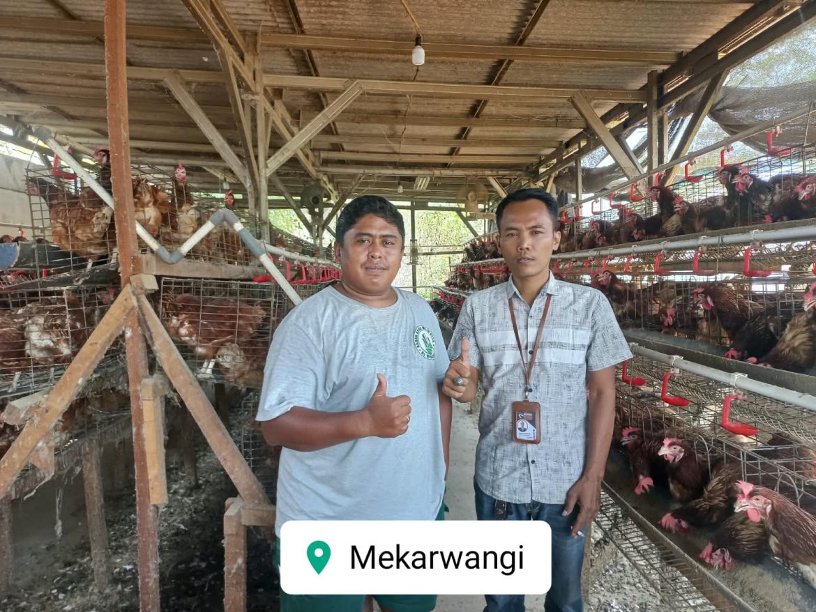 BUMDes Mekarwangi Djaya Abadi Mendorong Ketahanan Pangan Lewat Program Ayam Petelur 850 Ekor