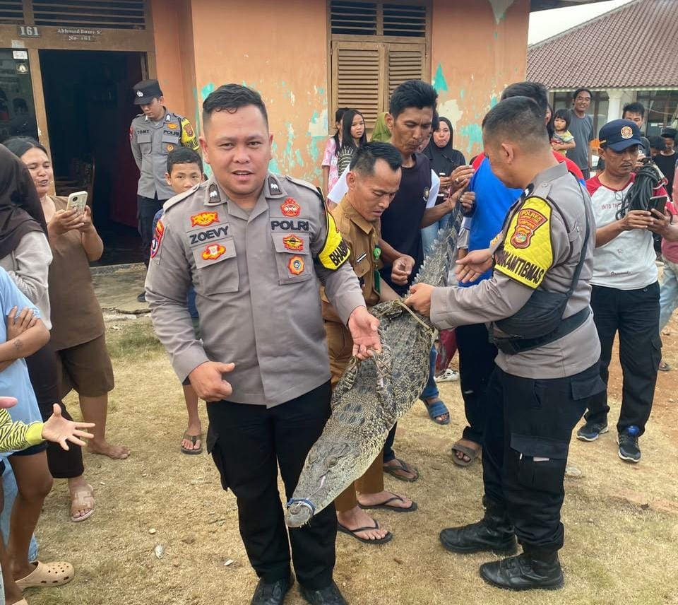 Polisi Bersama Damkar Evakuasi Buaya yang Diamankan Warga di Kotabumi Ilir