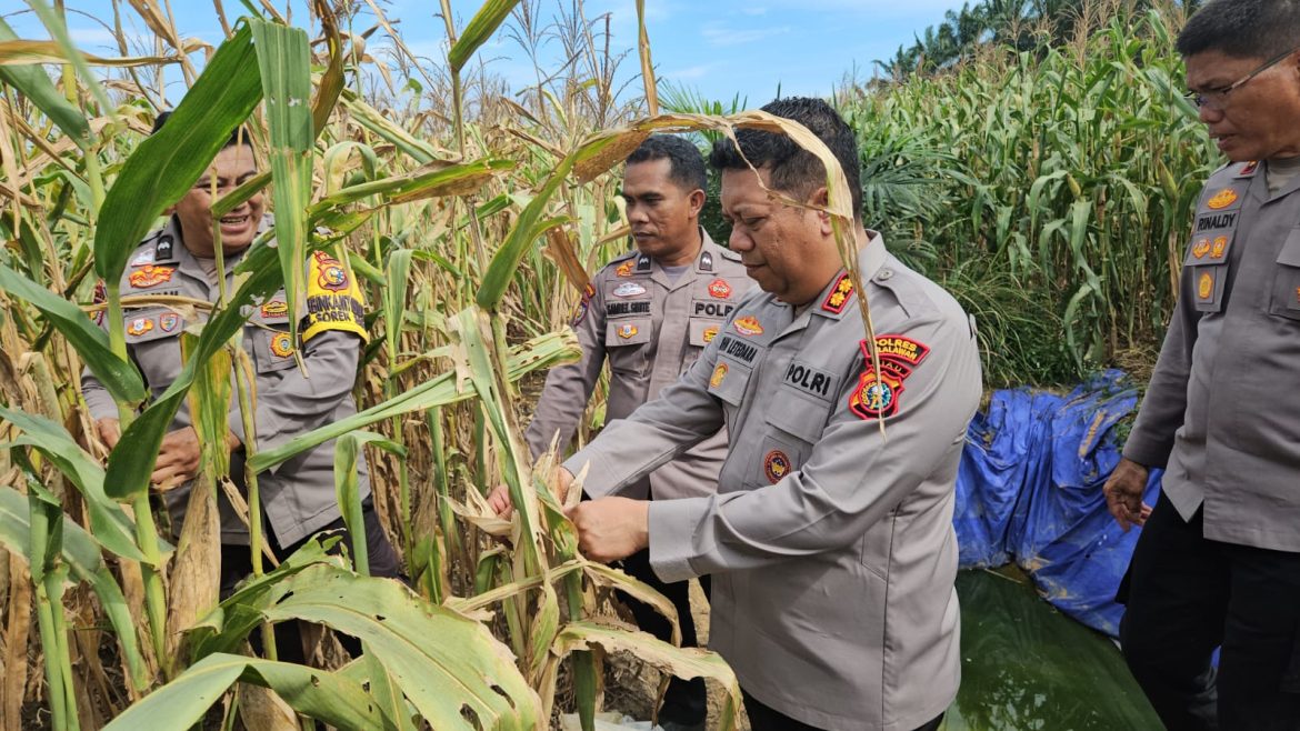 Polres Pelalawan Cek 12 Ha Jagung Pipil KUD Sialang Makmur, Komitmen Polri Kawal Ketahanan Pangan Hingga Panen
