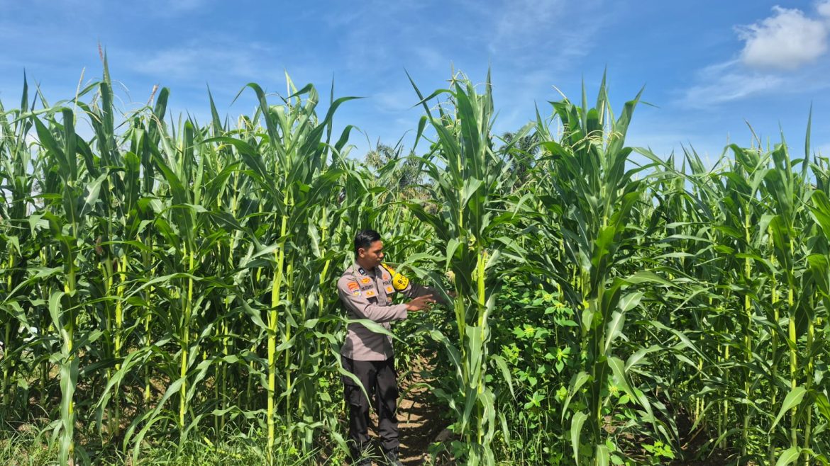 Polsek Logas Tanah Darat Lakukan Pengecekan Tanaman Jagung Dukung Program Swasembada Pangan Nasional