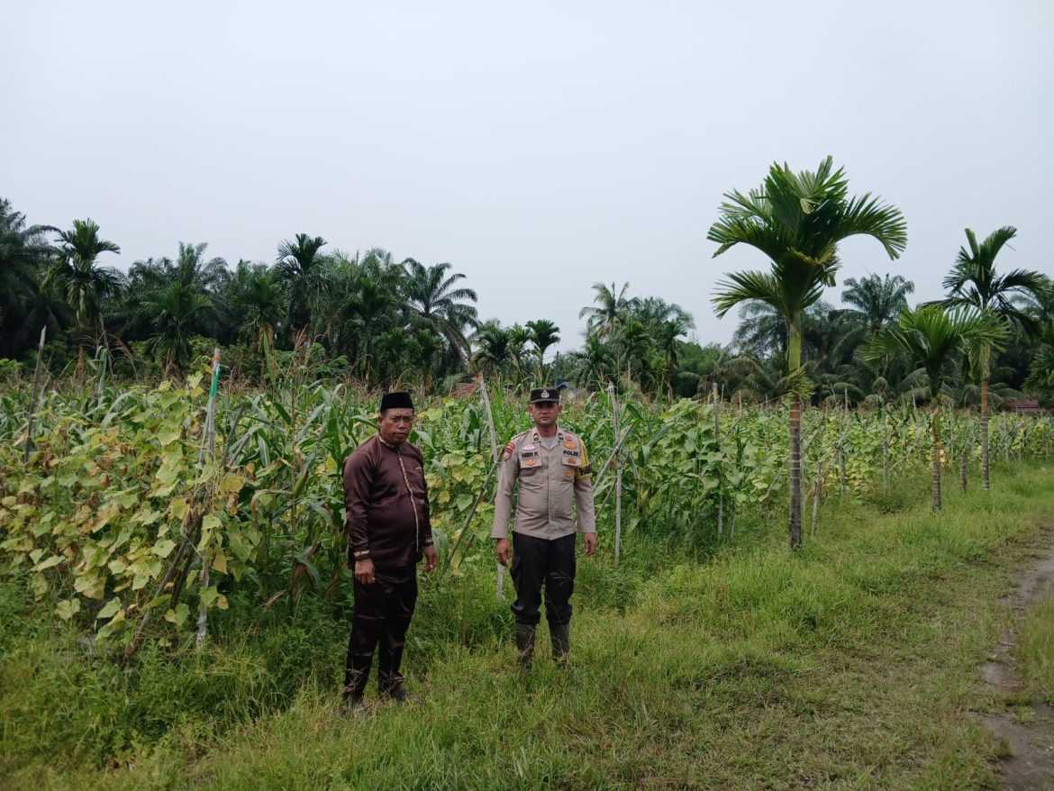Polsek Tapung Hilir Cek Perkembangan Jagung Tumpang Sari, Dukung Ketahanan Pangan di Desa Tandan Sari
