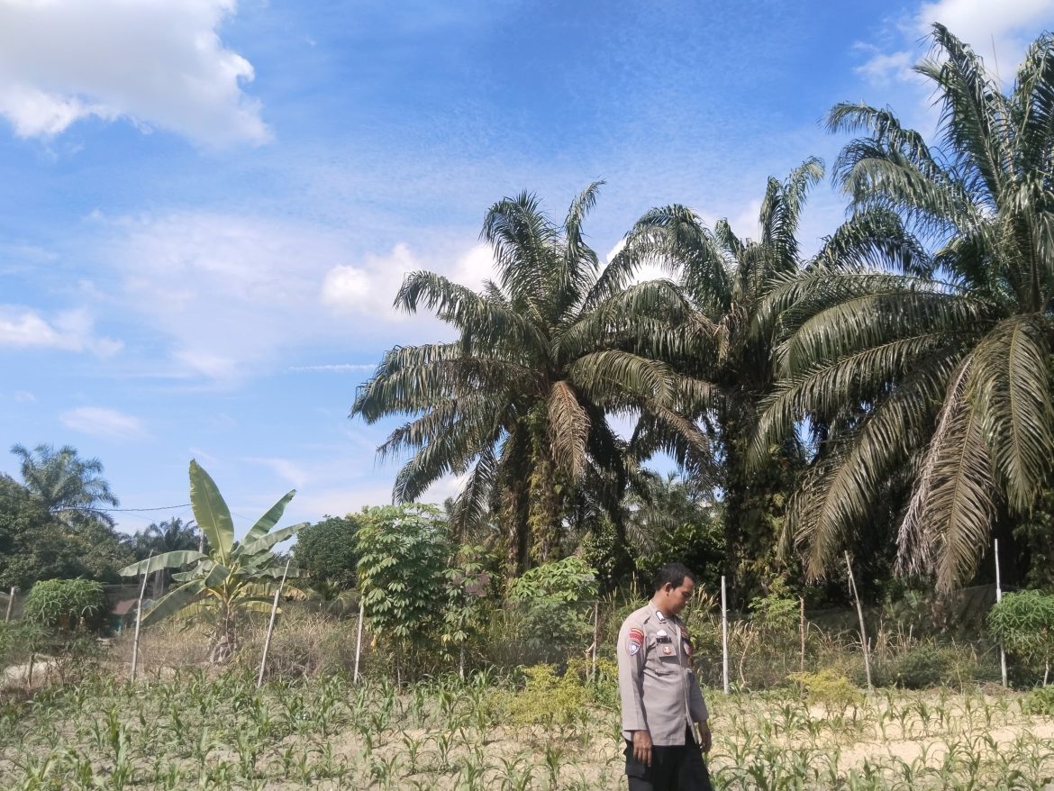 Bhabinkamtibmas Aktif Dampingi Petani, Ketahanan Pangan di Muara Mahat Baru Terus Diperkuat