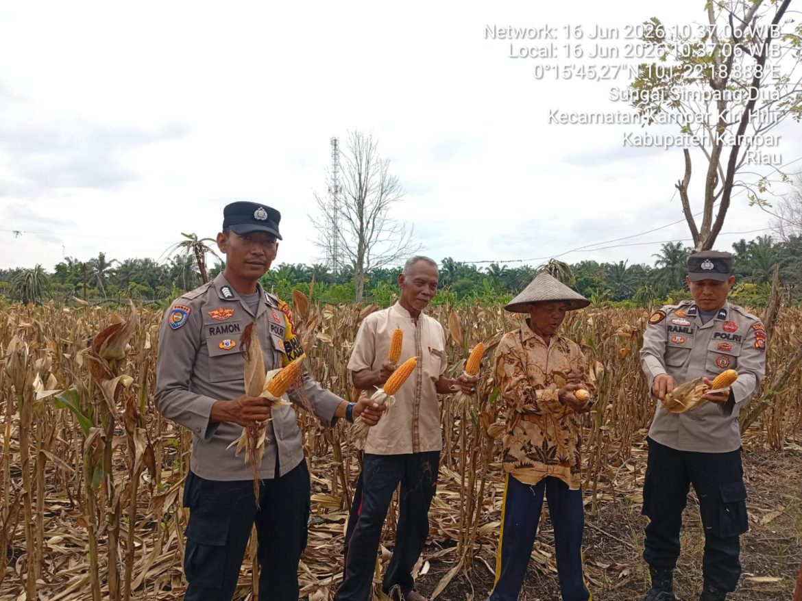 Polsek KKH Hadir Saat Panen Jagung Pipio Program Kapolda Riau Lahan 0,5 Ha Hasilkan ±800 Kg, Dukung Swasembada Pangan