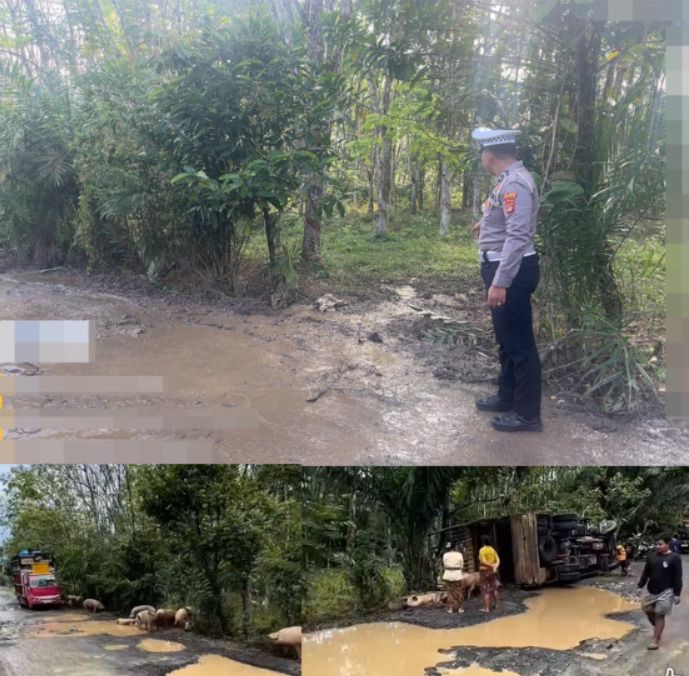 Polisi Gerak Cepat Tangani Kecelakaan Tunggal Truk Pengangkut Ternak di Banjit Way Kanan