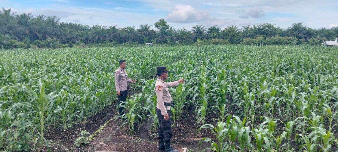 Kapolsek Kampar AKP Asdisyah Mursid SH Kembali Tinjau Tanaman Jagung Pipil di Desa Kayu Aro, Wujud Nyata Dukungan Ketahanan Pangan Nasional