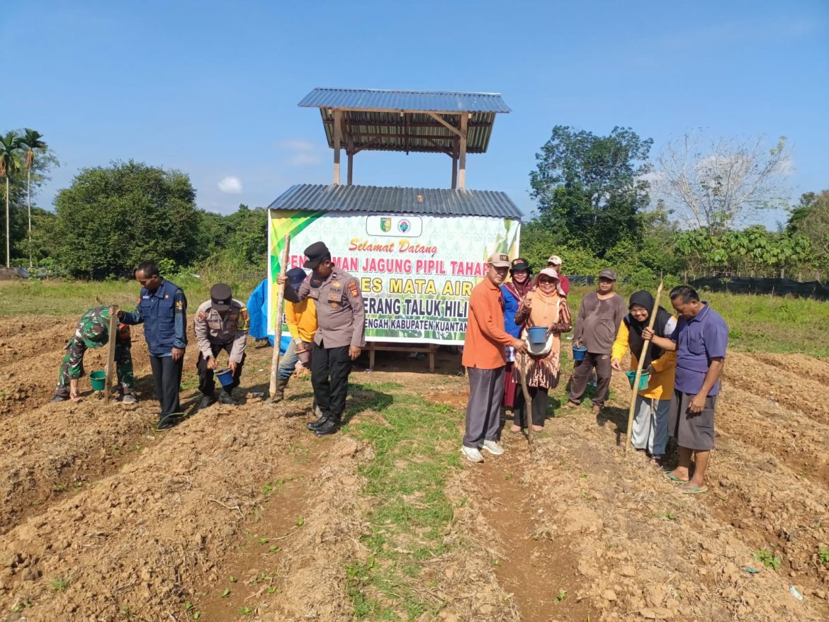 Kapolres Kuansing Dukung Penanaman Jagung Pipil di Seberang Taluk Hilir untuk Perkuat Ketahanan Pangan