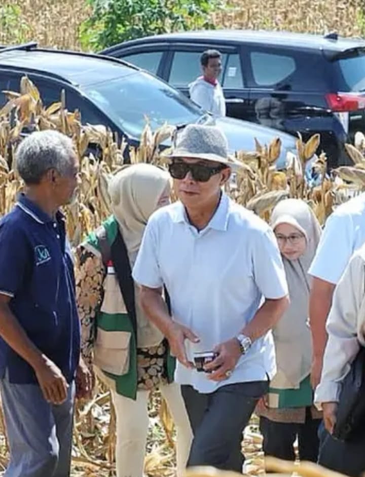 Bupati Tapanuli Selatan H.Gus Irawan Pasaribu Menghadiri Panen Raya Jagung di Desa Damparan Hau Natas