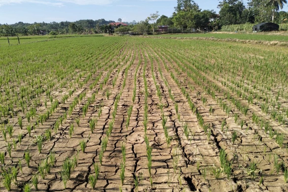 Waspada Musim Kemarau Ekstrem Dipengaruhi El Nino di Way Kanan