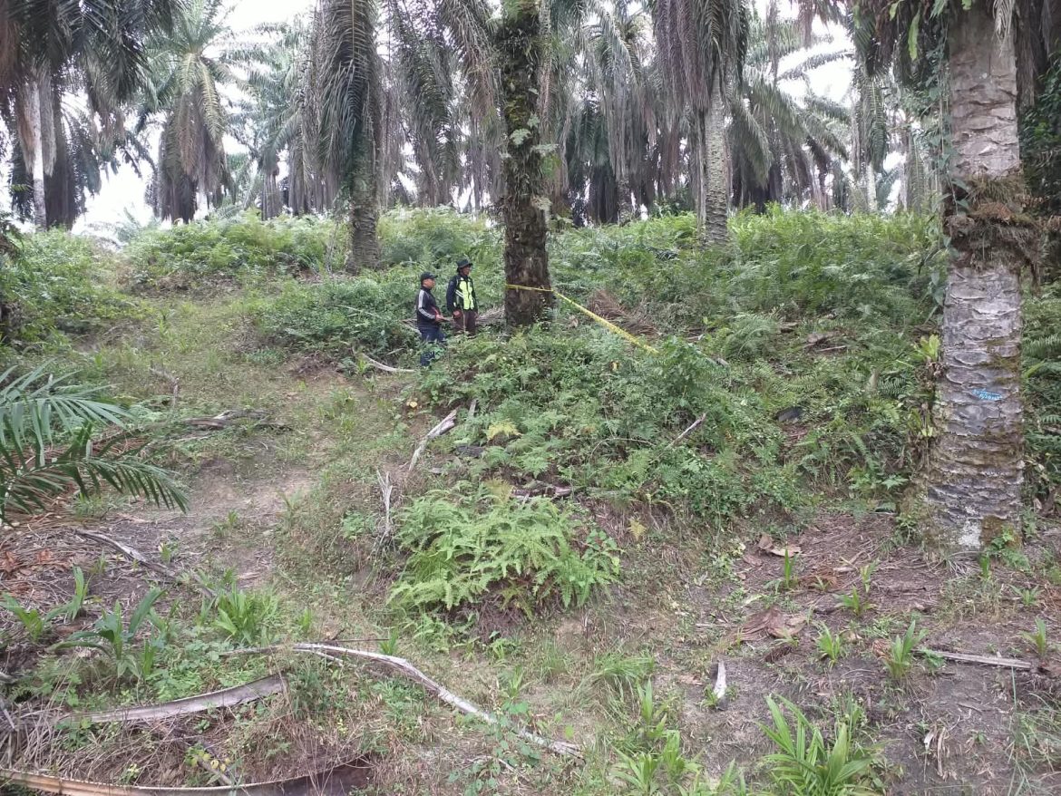 Pekerja PT. SRIKA PUTRA Meninggal Saat Aktivitas Panen, Peristiwa Terjadi di Blok 31D–30D